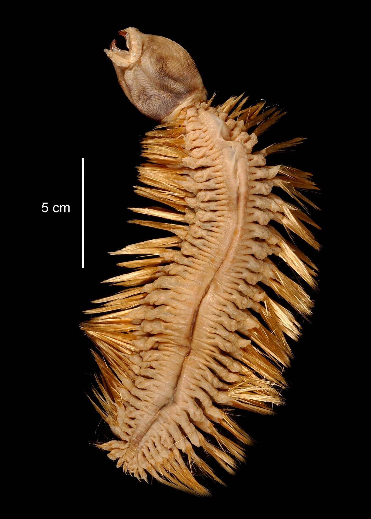 Antarctic Scale Worm reference