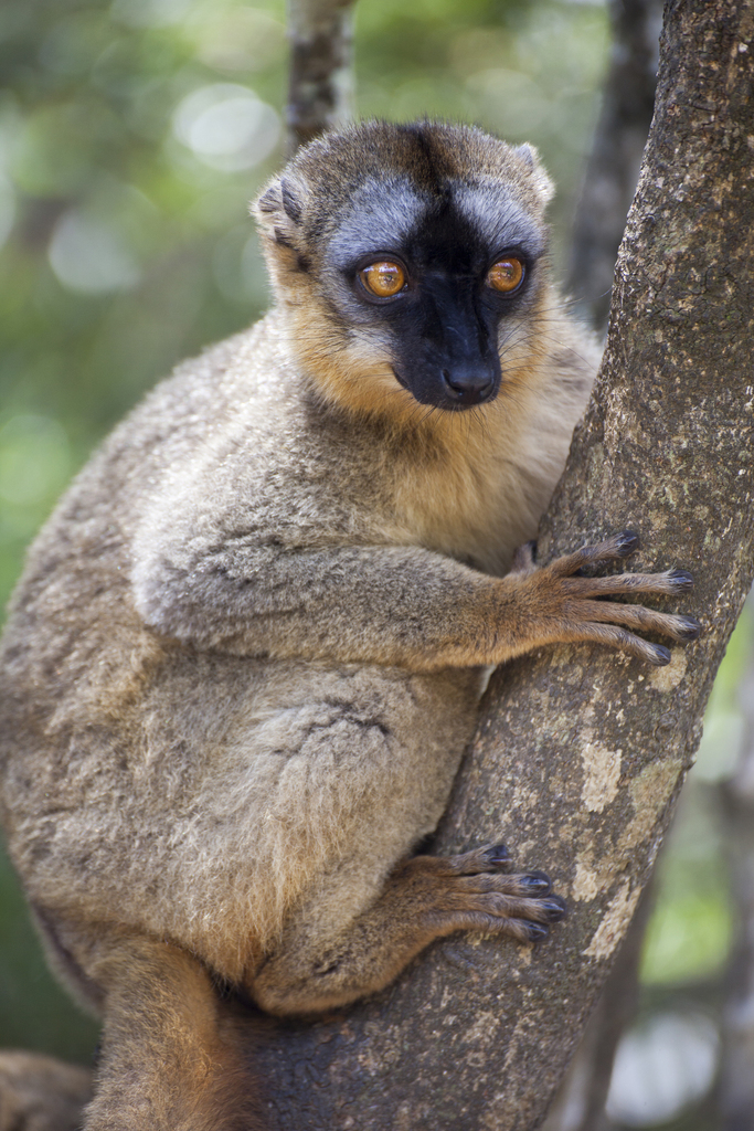 Common Brown Lemur reference