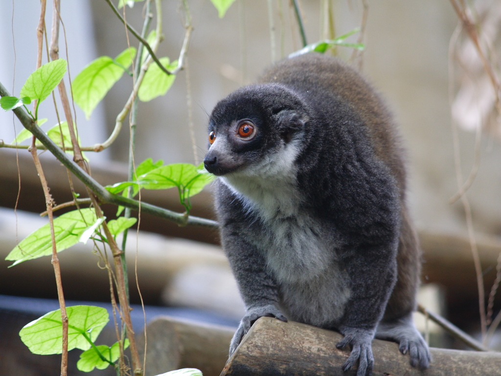 Mongoose Lemur reference