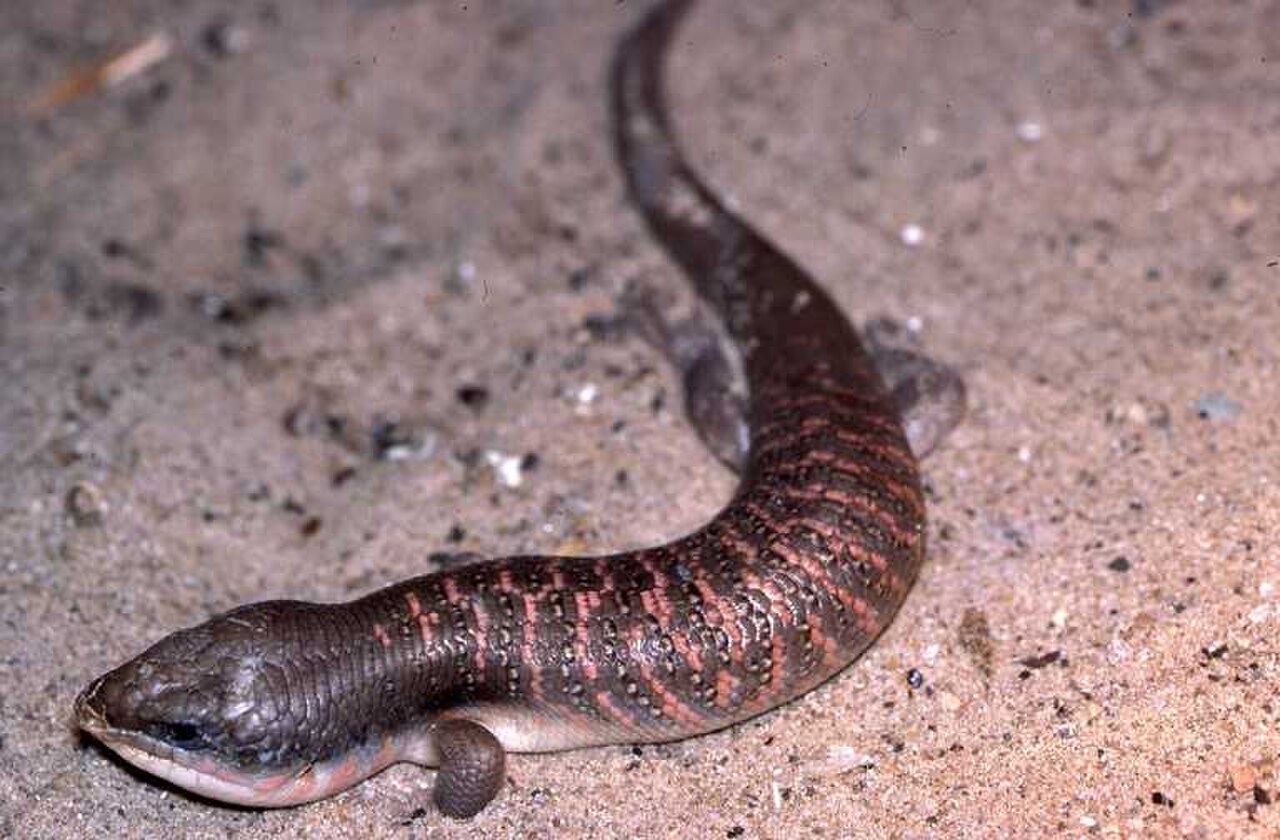 Algerian Skink reference