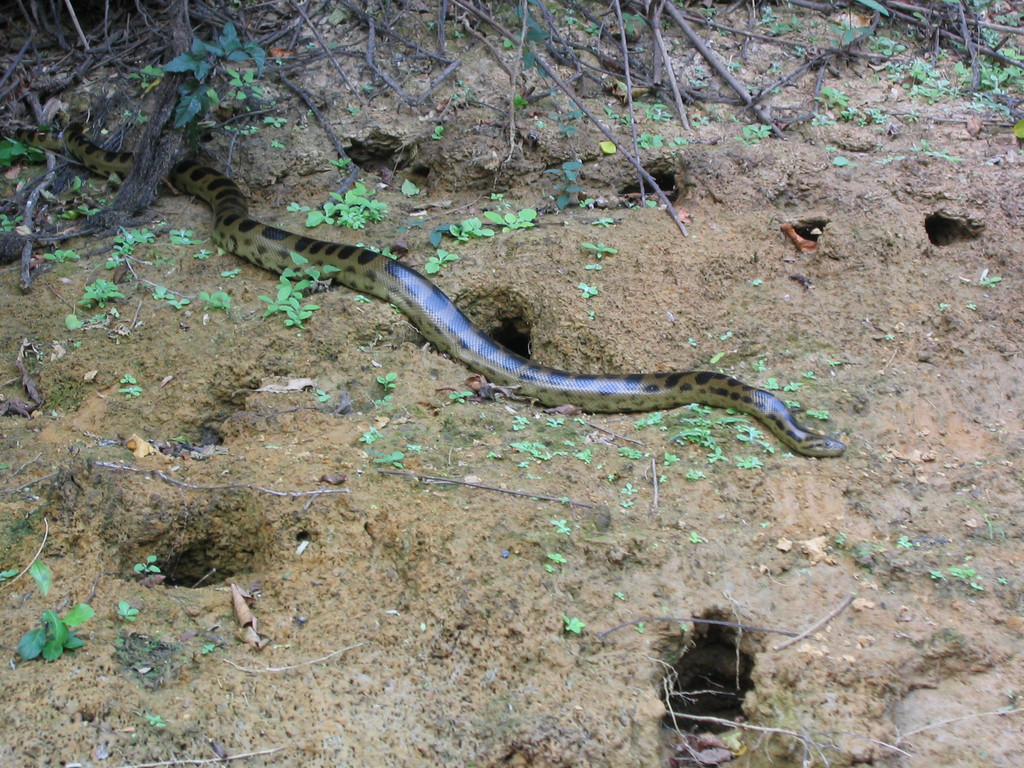 Beni Anaconda reference
