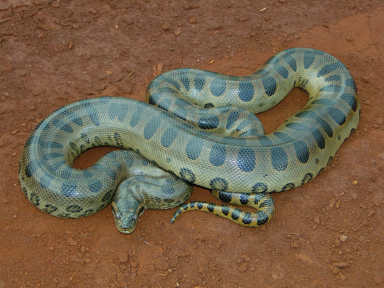 Green Anaconda reference