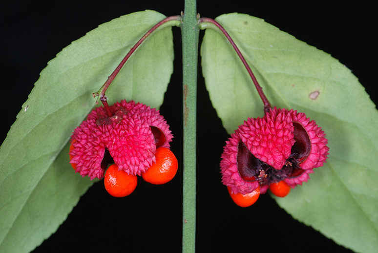 Strawberry Bush reference
