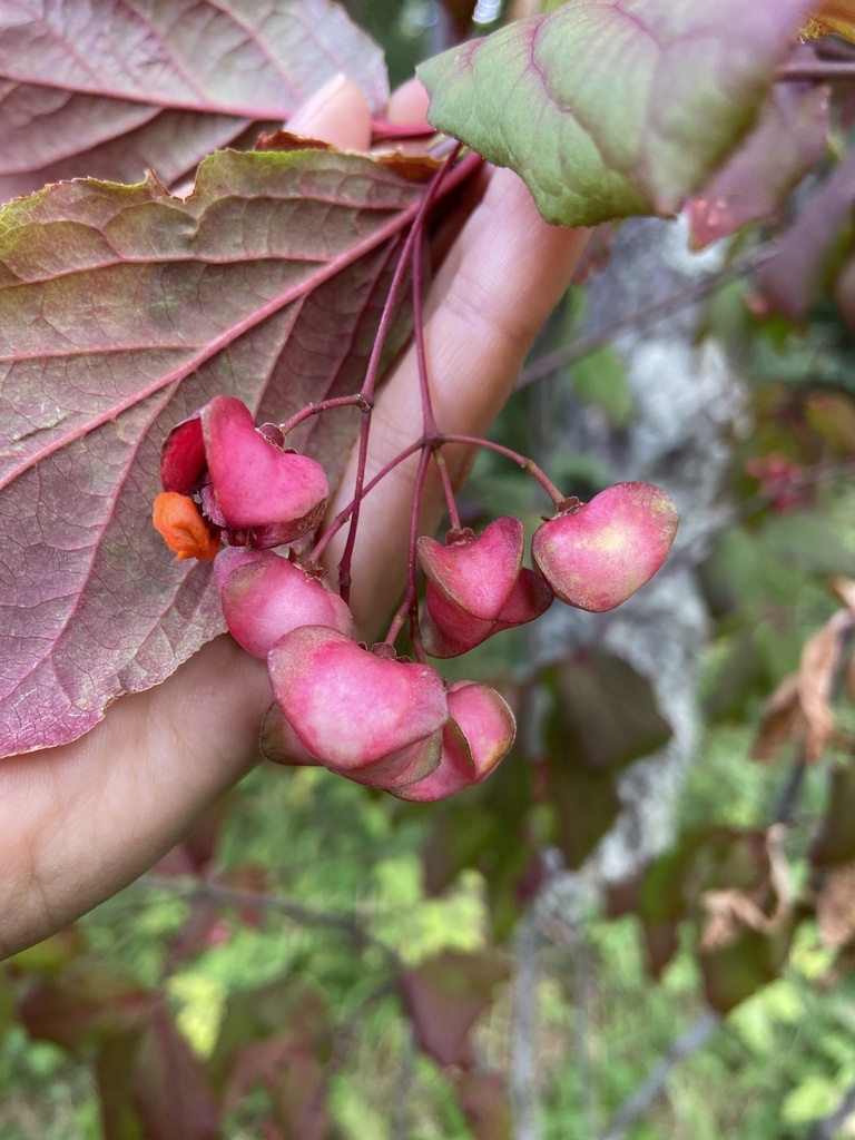 Large-leaved Spindle reference