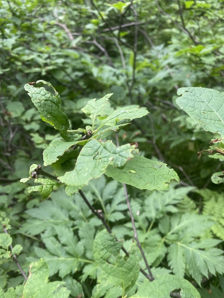 Euonymus sachalinensis reference