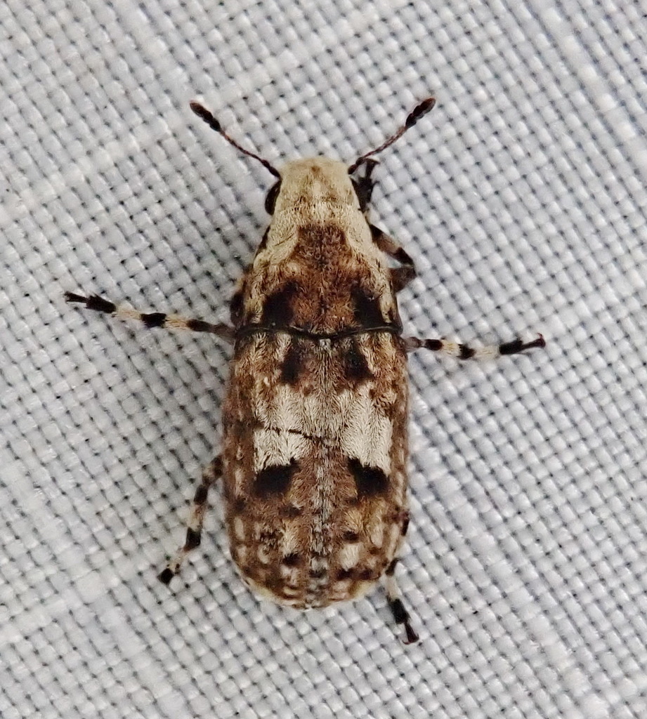 Marbled Fungus Weevil reference