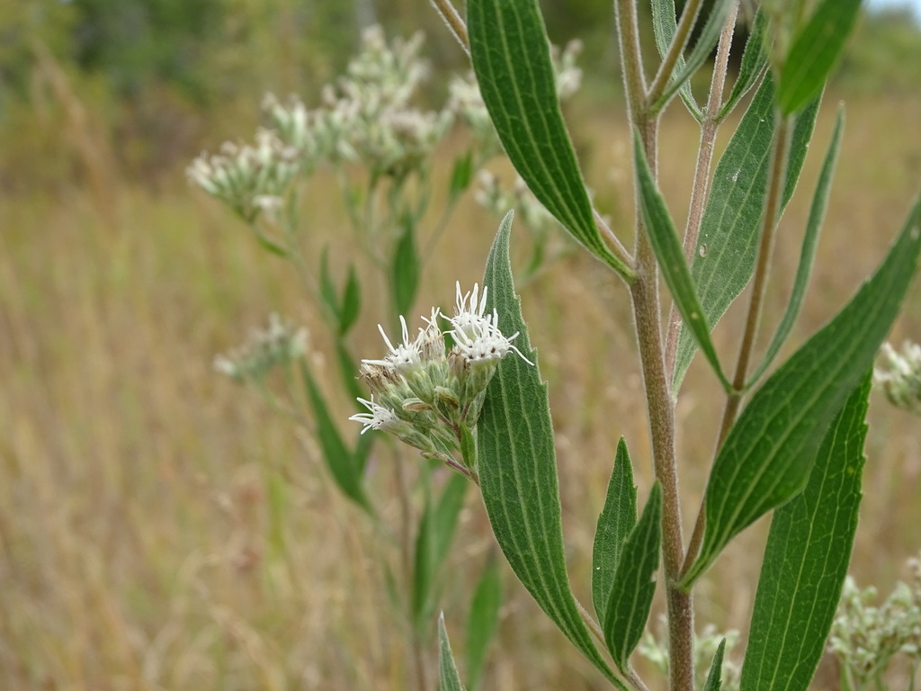 tall boneset reference