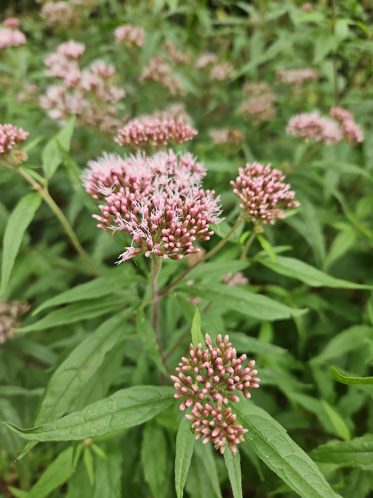 Hemp Agrimony reference