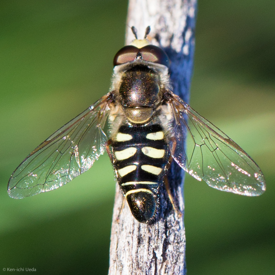 Large-tailed Aphideater reference