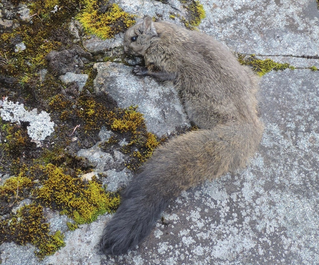 Yunnan Woolly Flying Squirrel reference