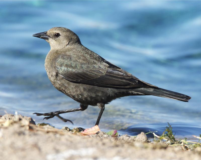 Brewer's Blackbird reference