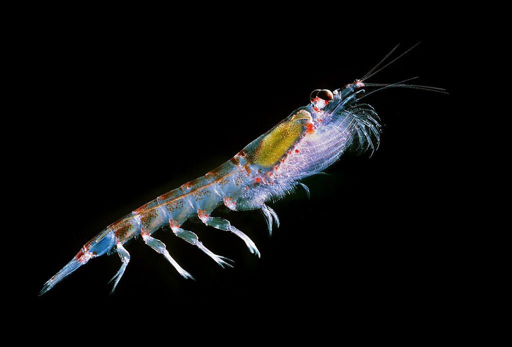 Antarctic Krill reference