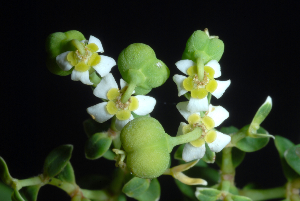 flowering spurge reference