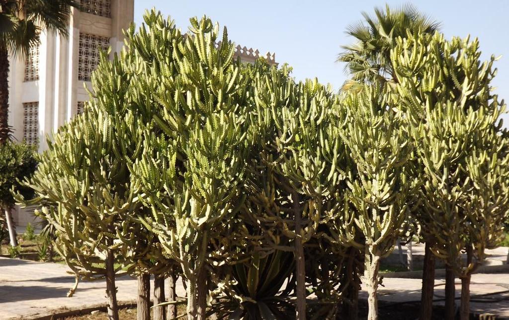 Mottled Spurge reference
