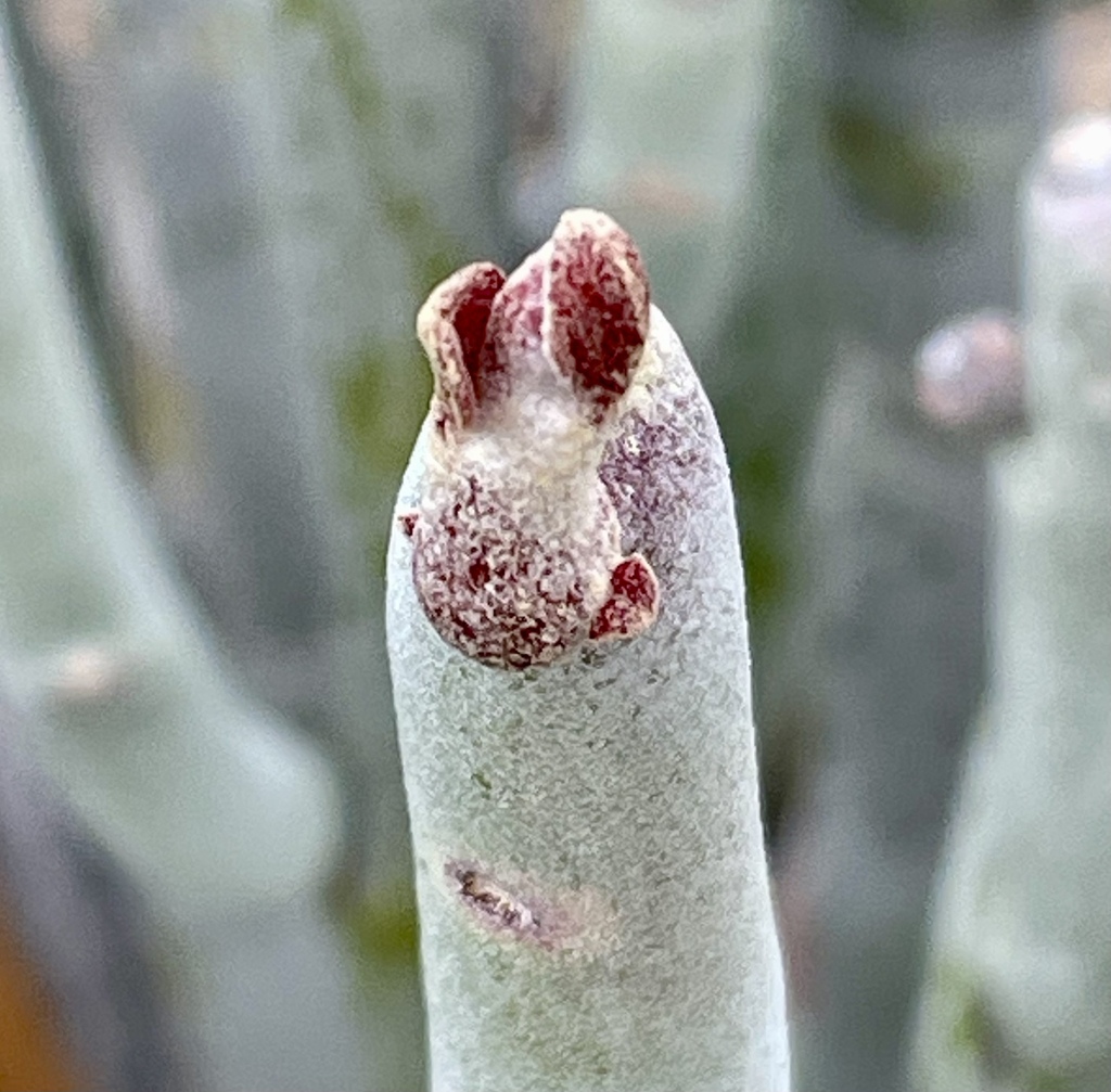 Slipper Plant reference
