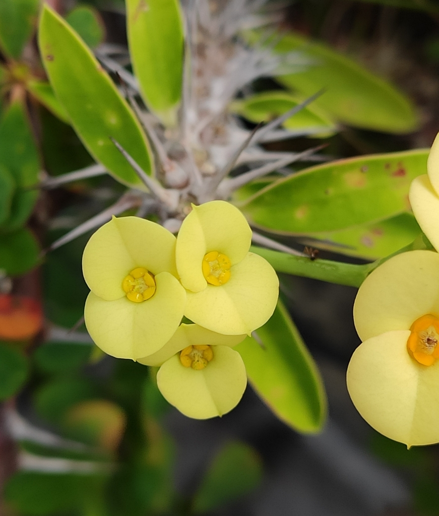 Crown-of-Thorns reference