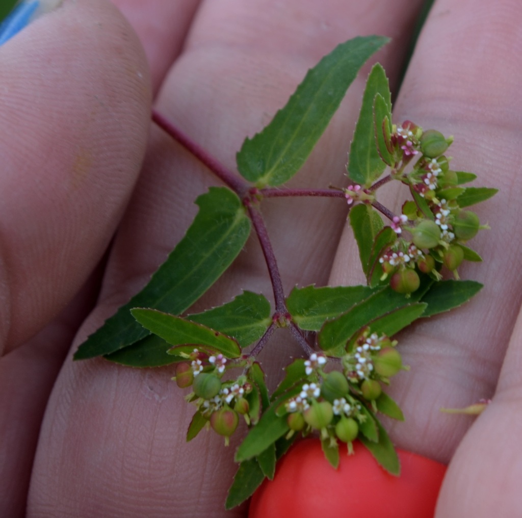Nodding Spurge reference