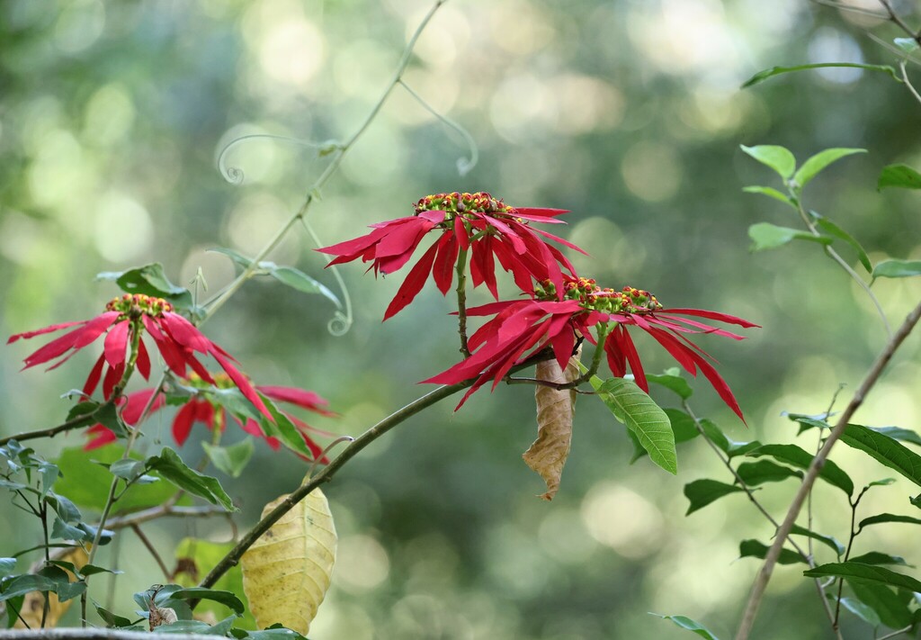 Poinsettia reference