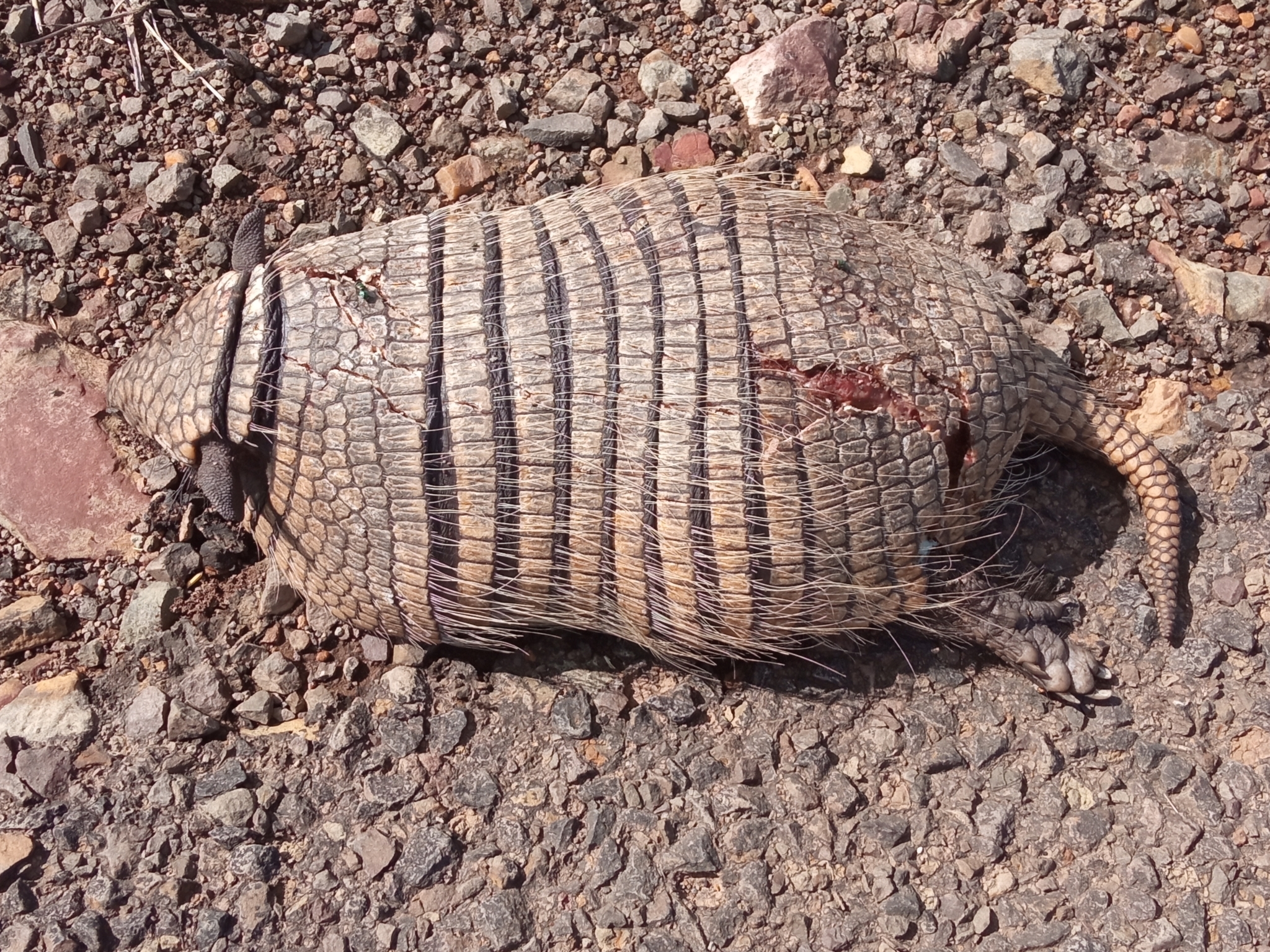 Six-banded Armadillo reference