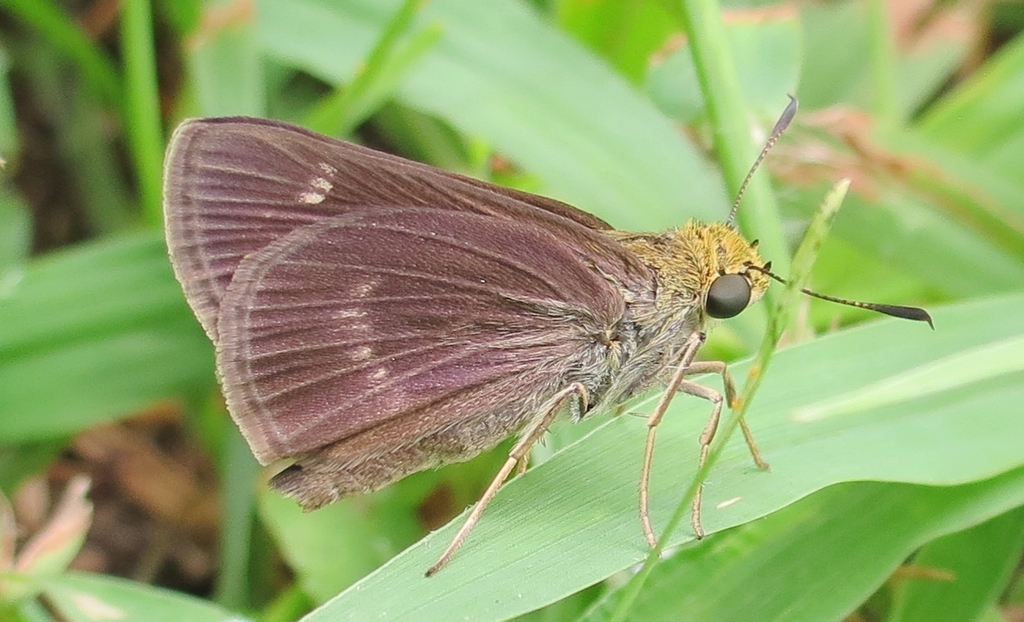 Dun Skipper reference