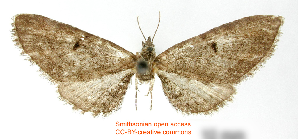 Eupithecia chimera reference