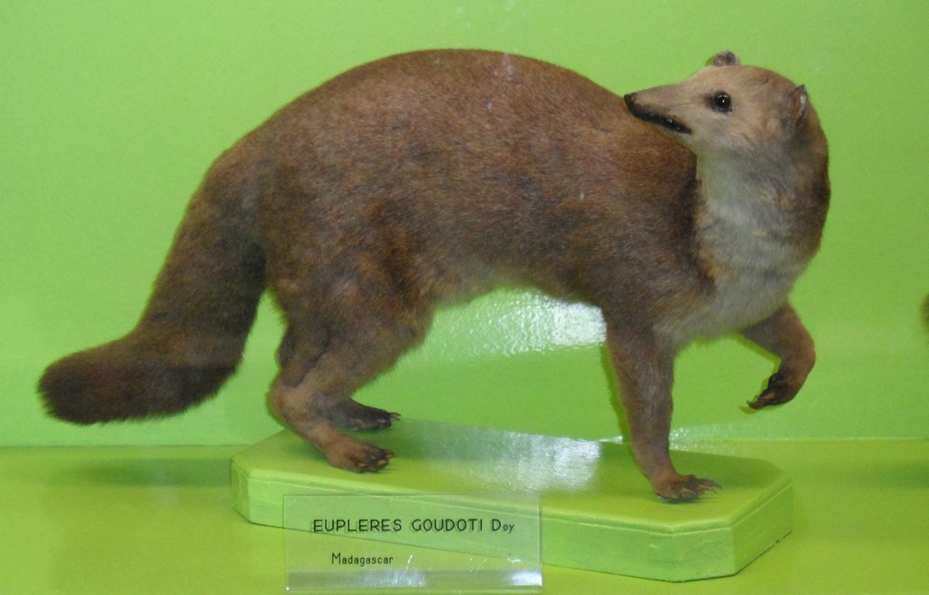 Falanouc reference
