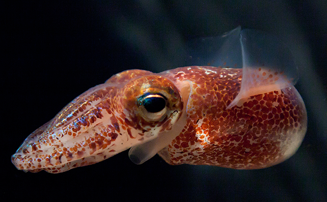 Hawaiian Bobtail Squid reference