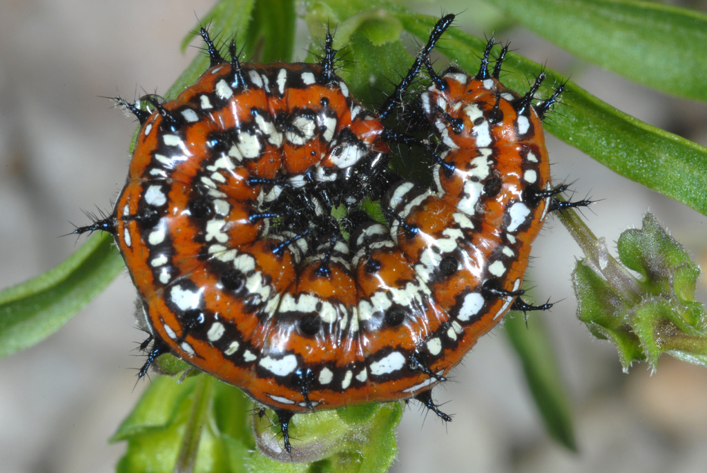 Variegated Fritillary reference