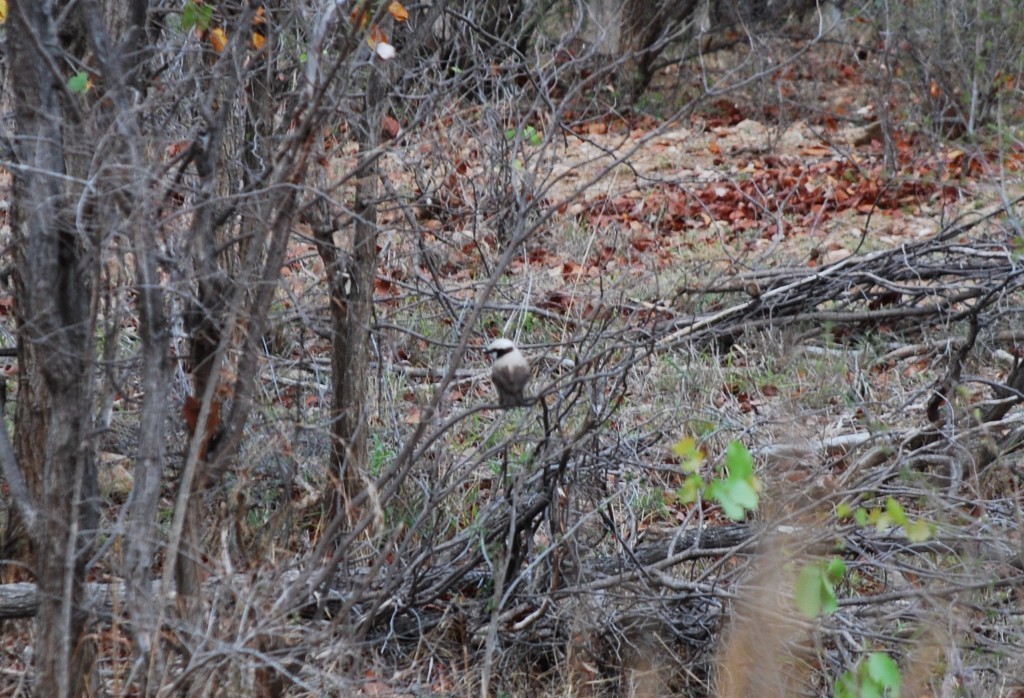 White-crowned Shrike reference