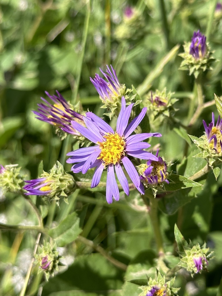 Showy Aster reference