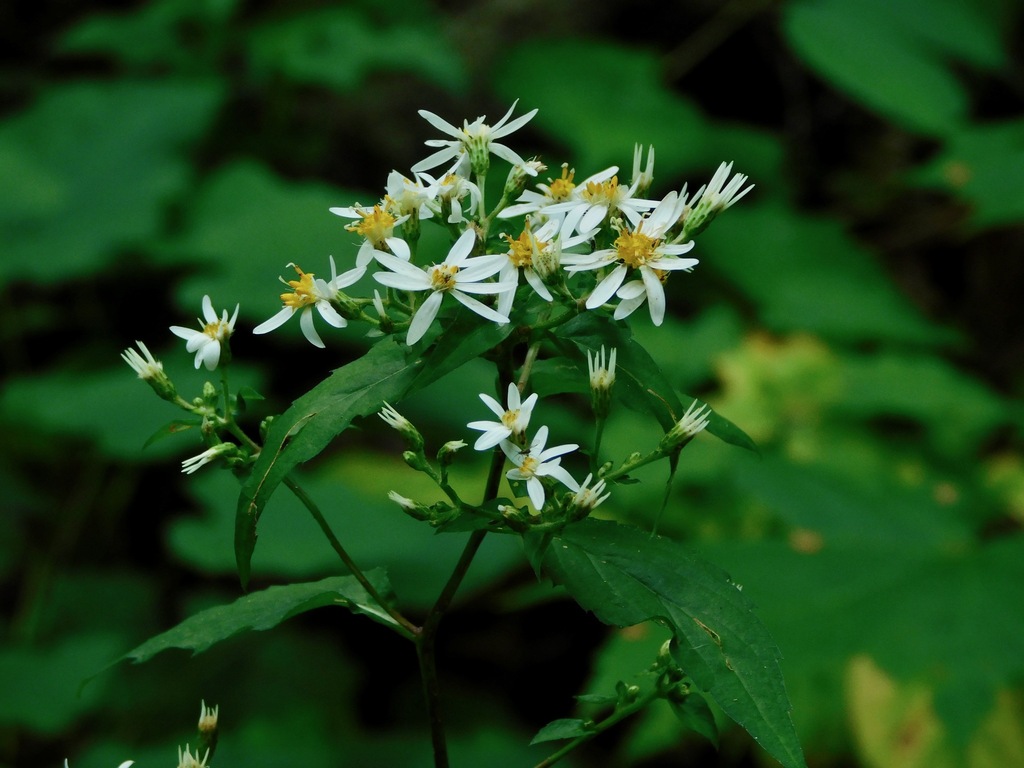 White Wood Aster reference