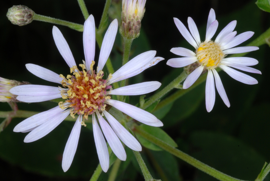 large-leaved aster reference
