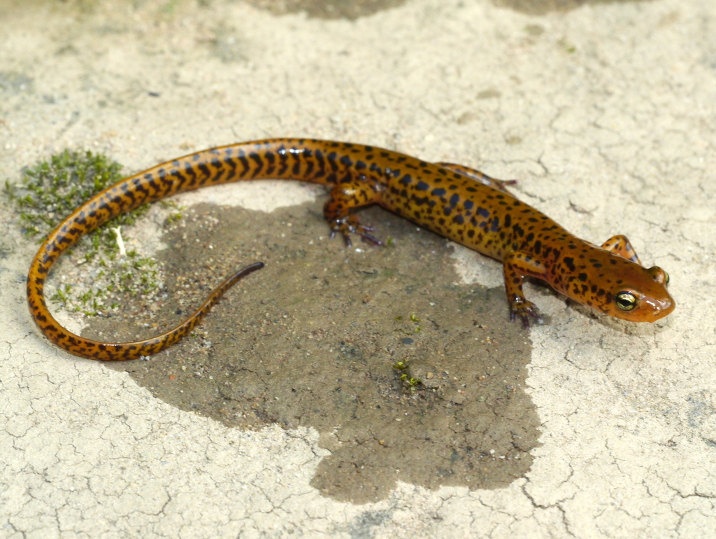 Long-tailed Salamander reference
