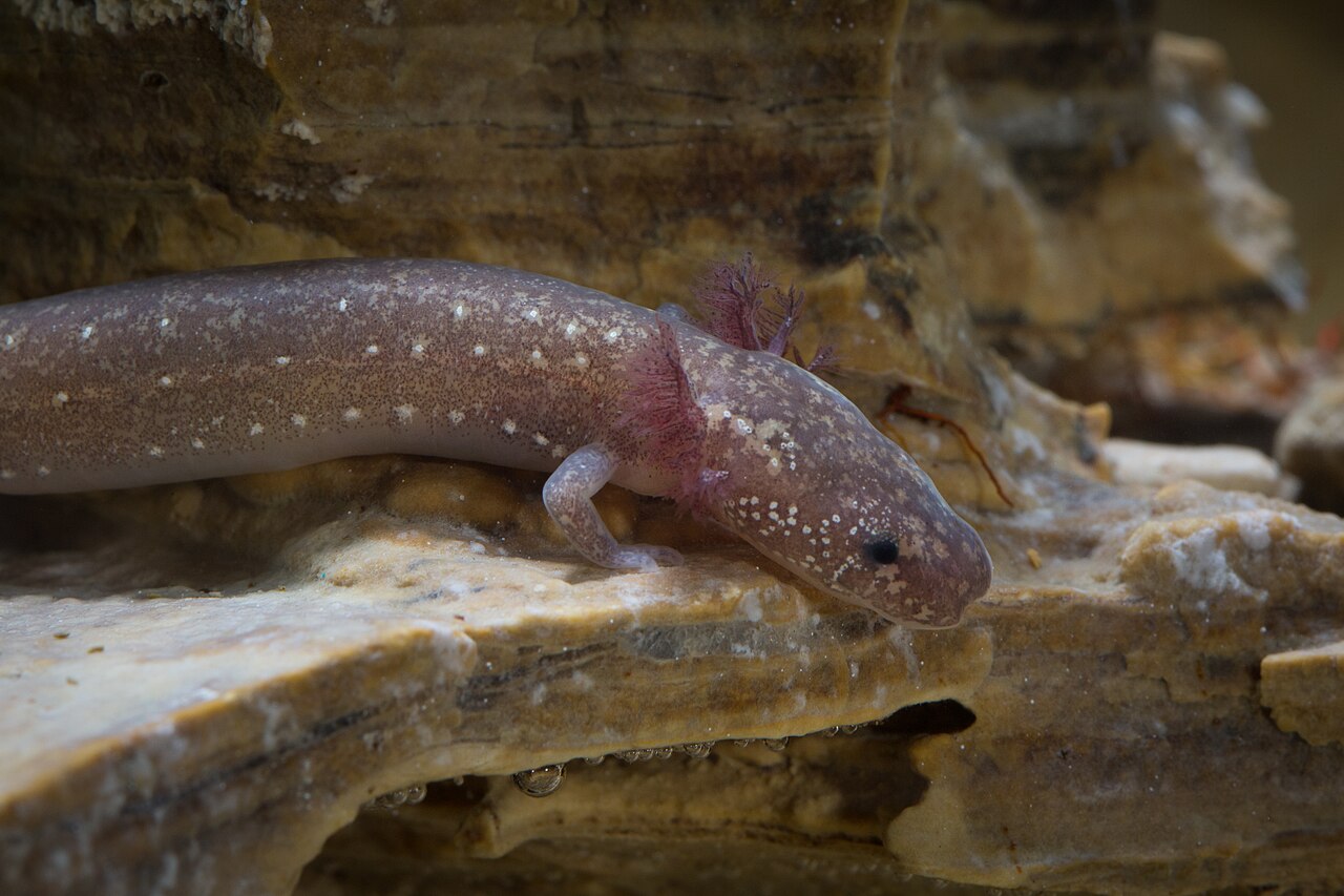 Barton Springs Salamander reference