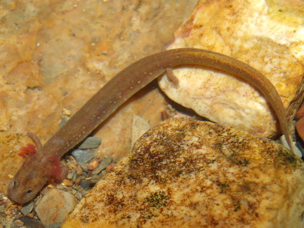 Ouachita Streambed Salamander reference