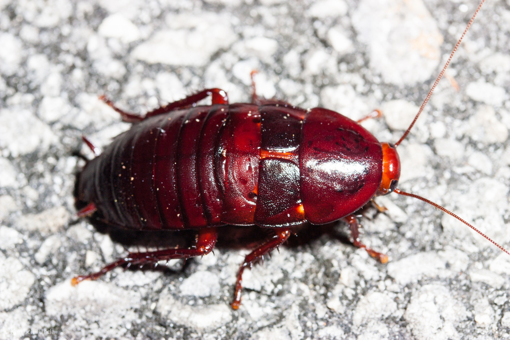 Florida Woods Cockroach reference