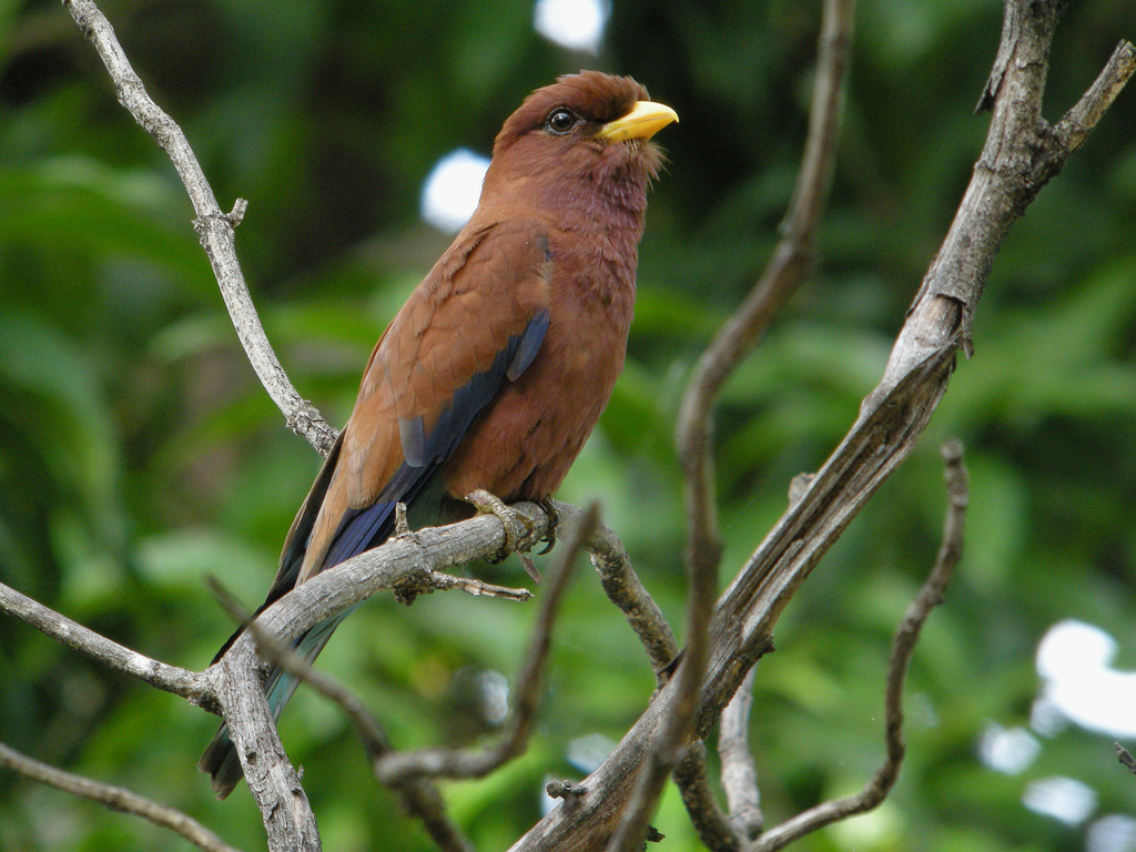 Broad-billed Roller reference