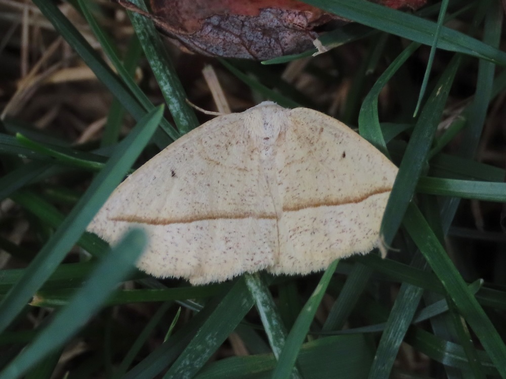 Confused Eusarca Moth reference