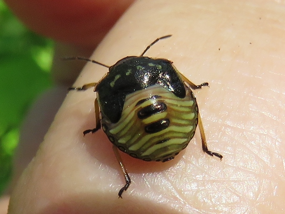 Brown Stink Bug reference