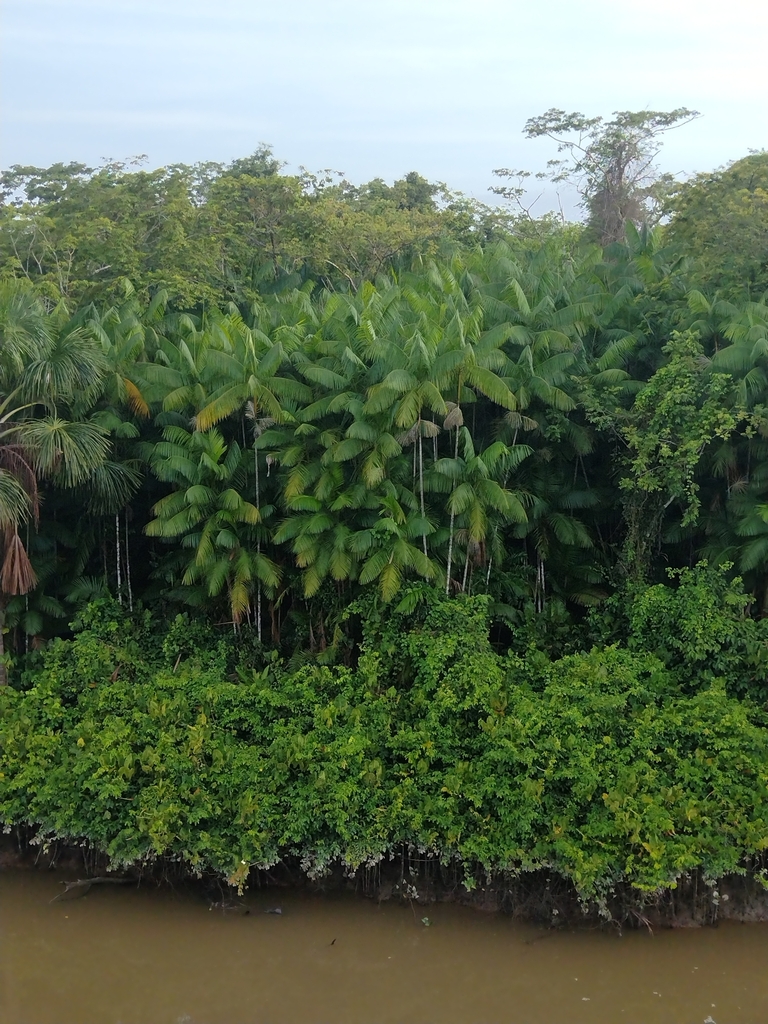 Açaí Palm reference