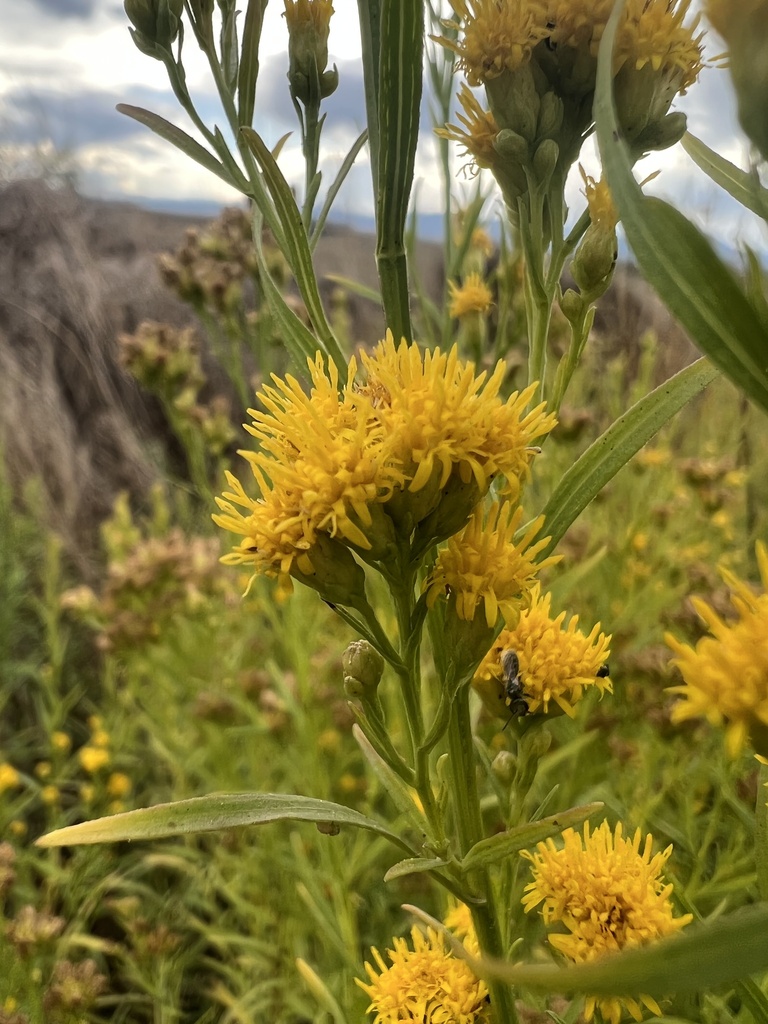 western goldenrod reference