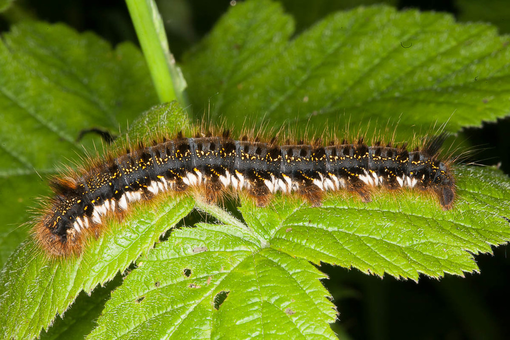 Drinker Moth reference