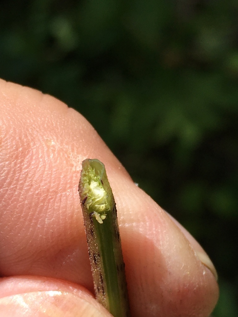 coastal plain Joe-Pye weed reference