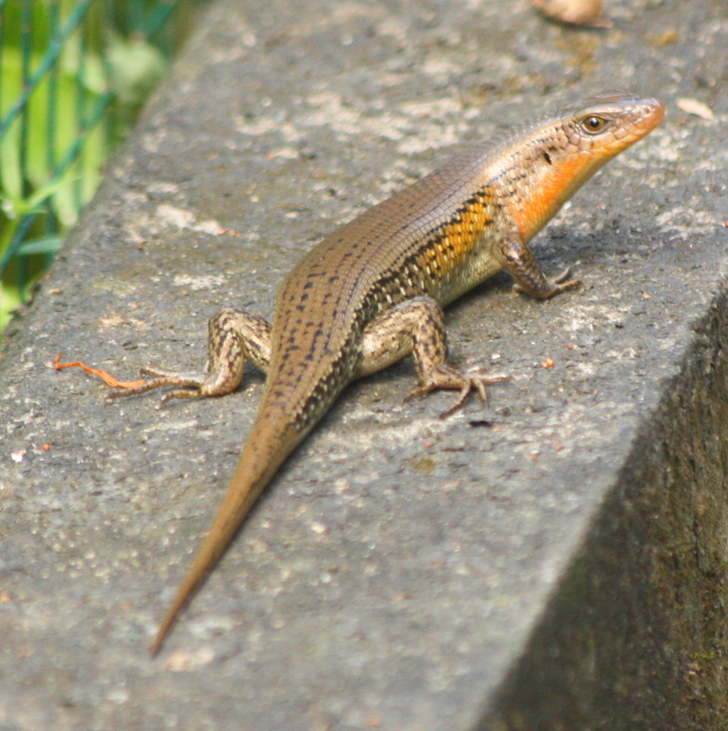 Common Sun Skink reference