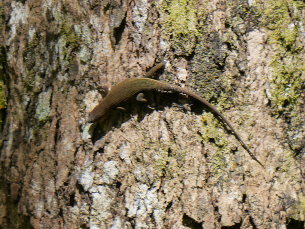 Rough-scaled Sun Skink reference