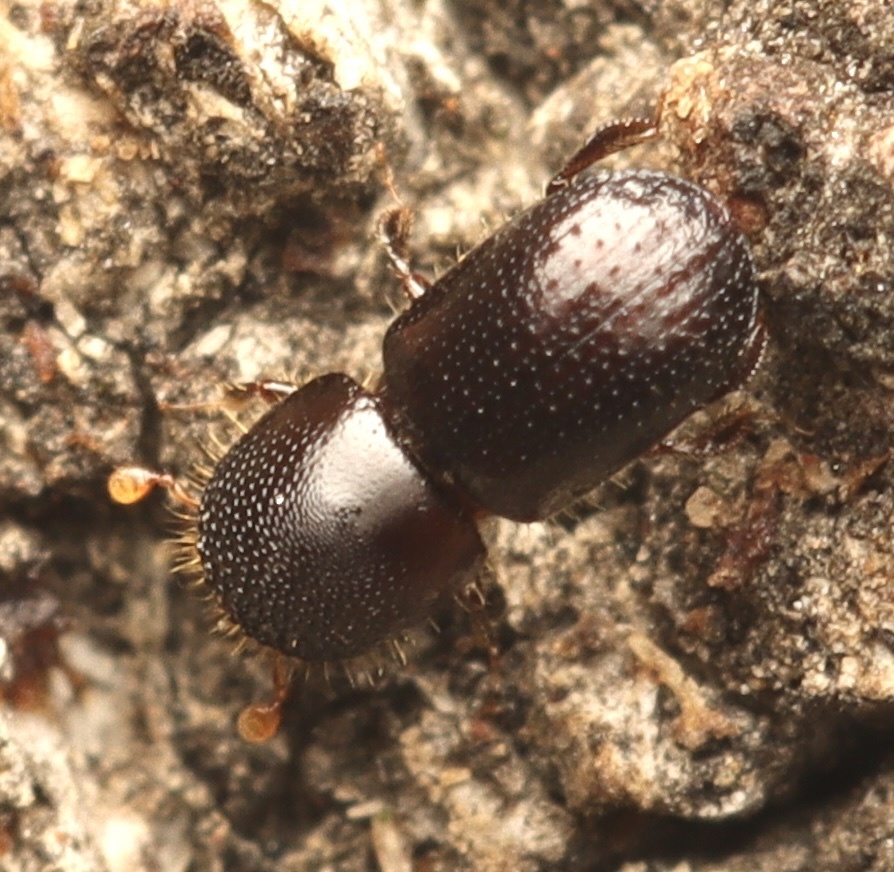 Polyphagous Shot Hole Borer reference