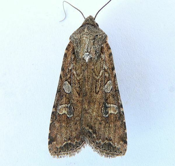 Army Cutworm Moth reference