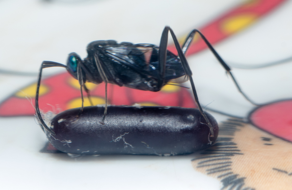 Blue-eyed Ensign Wasp reference