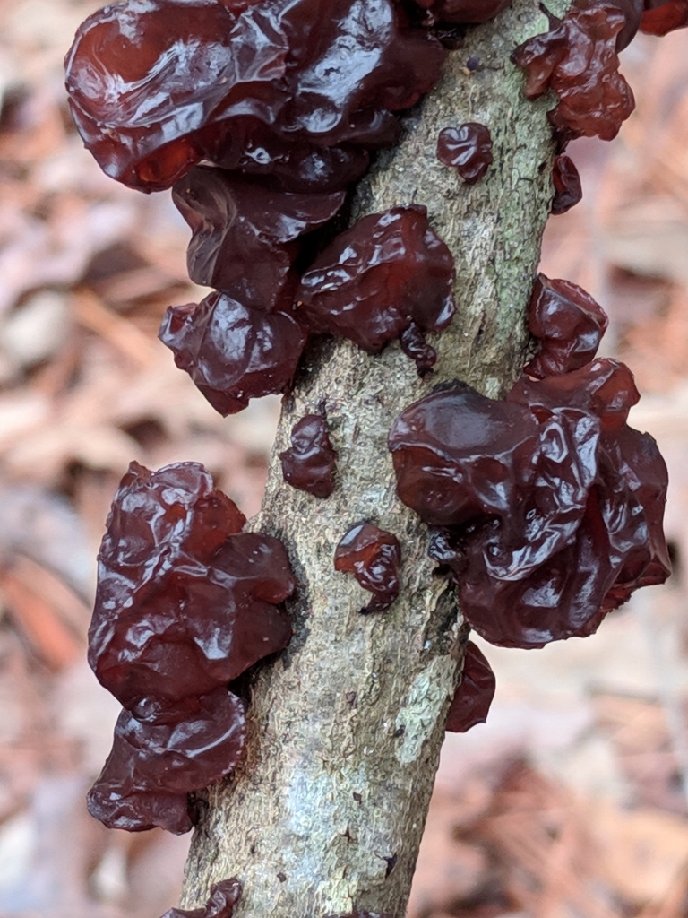 Amber Jelly Fungus reference