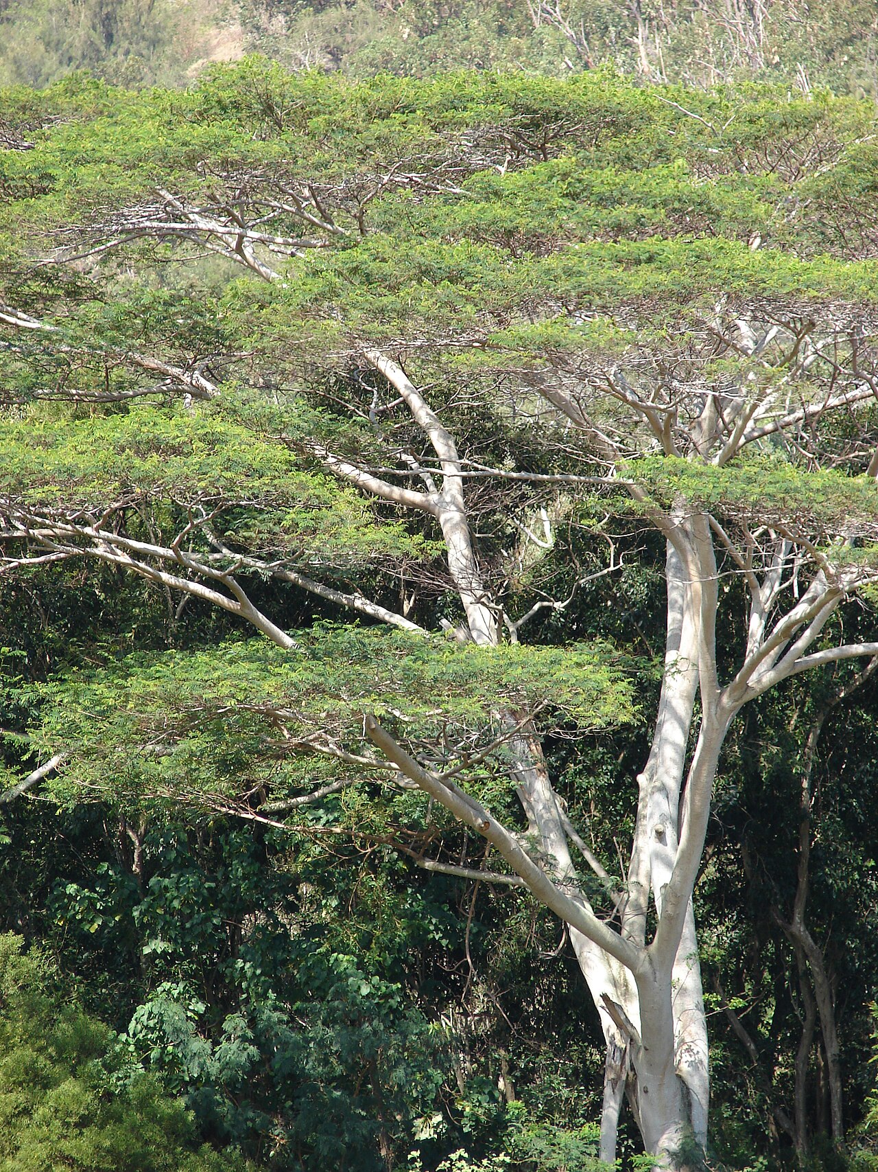 Falcataria moluccana reference